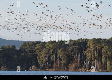 Eine große Herde rosafarbener Gänse (Anser Brachyrhynchus), die im Herbst über Schottenkiefer (Pinus sylvestris) am Rand des Loch of Skene fliegt Stockfoto