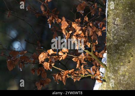 Ein kurzer Zweig mit getrockneten Blättern auf einer Buche (Fagus Sylvatica) in der verschneiten Wintersonne Stockfoto