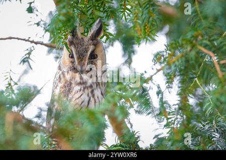 Langohreule, ASIO otus, Greifvögel, die in einer baumgesichteten Kamera sitzen und ruhen. Stockfoto