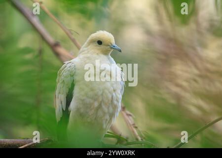 Nahaufnahme einer kaiserlichen Rattentaube, Ducula bicolor, die in einem Regenwald thront Stockfoto