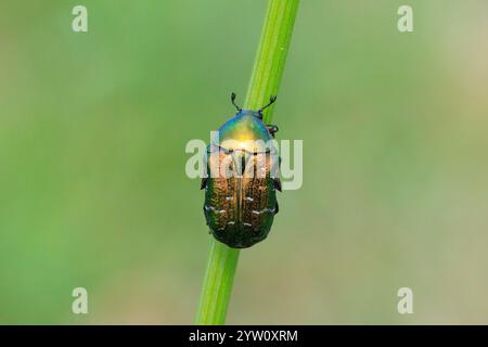 Nahaufnahme einer Cetonia aurata, grüner Rosenscheuerkäfer, der auf einer Wiese auf einen Grasstamm klettert Stockfoto