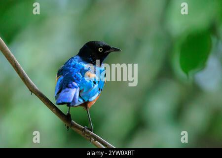 Der superbe Star Lamprotornis Superbus ist ein Mitglied der Sternfamilie der Vögel. Es kann häufig in Ostafrika gefunden werden, einschließlich Äthiopien, so Stockfoto