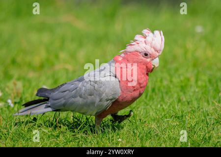 Der Galah, Eolophus roseicapilla, auch bekannt als Rosenbrust-Kakadu, Galah-Kakadu, rosa und graue Kakadu oder Roseatenkakadu, ist einer der beliebtesten Stockfoto