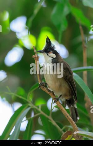 Rot-whiskered oder Crested bulbul, Pycnonotus jocosus, in einem Regenwald gehockt Stockfoto