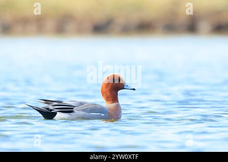 Eine männliche eurasische Zauberin Mareca penelope schwimmt auf dem Wasser Stockfoto