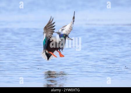 Nordschaufel männliche Wasservögel Spatula clypeata oder Anas clypeata, im Flug Stockfoto