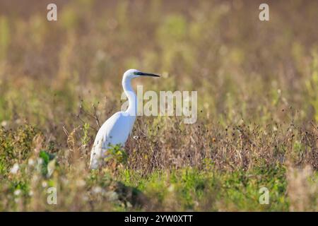 Nahaufnahme eines kleinen Egret, Egretta Garzetta, jagt auf einer Wiese Stockfoto