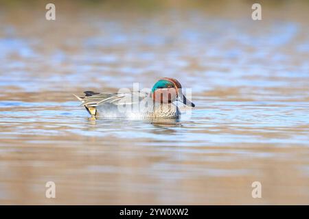 Ein männlicher eurasischer Petrol, anas crecca, eine Ente, die in Richtung der Kamera schwimmt. Stockfoto