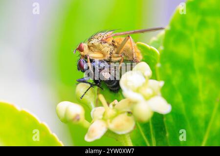 Nahaufnahme eines Scathophaga Stercoraria Insekts, auch bekannt als gelbe Dungfliege oder goldene Dungfliege, hat eine Beutefliege gefangen. Stockfoto