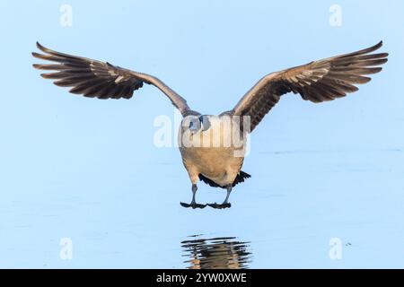 Nahaufnahme der kanadischen Gänse Branta canadensis im Flug migrieren Stockfoto