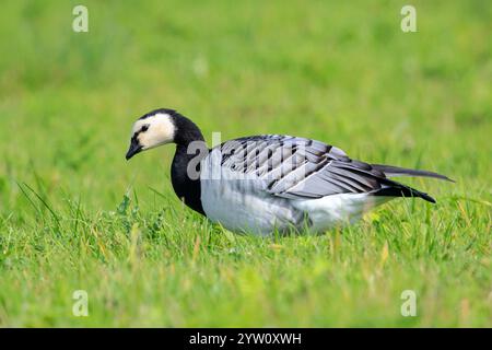 Nahaufnahme einer weißwangengans Branta leucopsis wandern und die Nahrungssuche auf einer Wiese an einem sonnigen Tag Stockfoto