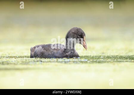 Nahaufnahme eines eurasischen Huhns, Fulica atra, Jugendschwimmen. Niedriger Blickwinkel. Stockfoto