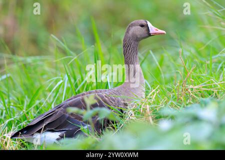 Nahaufnahme einer großen Weißfrontgans, Anser albifrons, die auf einer grünen Wiese auf der Suche ist Stockfoto