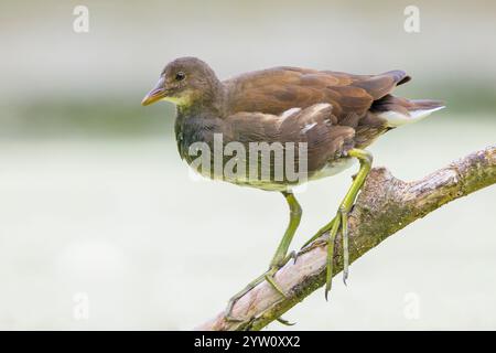 Nahaufnahme von einem jungen Teichhühner, Gallinula Chloropus, in einem Teich auf der Wasseroberfläche schwimmen. Der Hintergrund ist grün, selektiven Fokus dient. Stockfoto