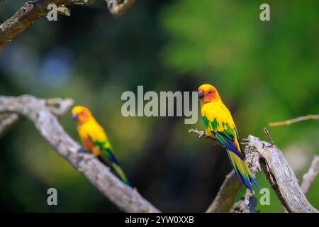 Nahaufnahme von Sun Sittich oder Sun sittiche Aratinga solstitialis, Vogel. Es ist eine mittelgrosse, farbenprächtige Papageien in nordöstlichen Südamerika Stockfoto