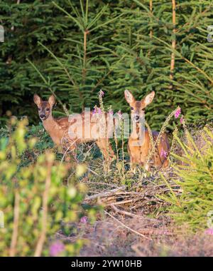 Reh (Capreolus capreolus) Mutter mit Rehkitz, die im Wald zwischen bunten Blumen des Purpurfuchshandschuhs (Digitalis purpurea) steht, Hessen, Deutschland Stockfoto