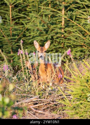 Reh (Capreolus capreolus) Mutter mit Rehkitz, die im Wald zwischen bunten Blumen des Purpurfuchshandschuhs (Digitalis purpurea) steht, Hessen, Deutschland Stockfoto