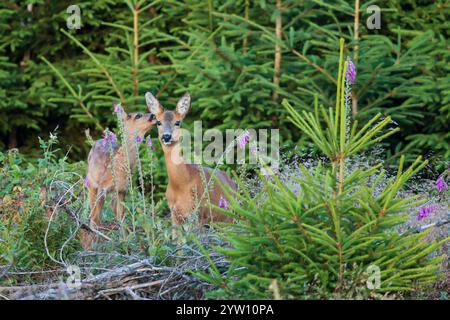 Reh (Capreolus capreolus) Mutter mit Rehkitz, die im Wald zwischen bunten Blumen des Purpurfuchshandschuhs (Digitalis purpurea) steht, Hessen, Deutschland Stockfoto