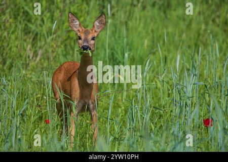 Reh (Capreolus capreolus) Weibchen mit Blättern im Fang, stehend auf Ackerland, das Getreide ernährt, Hessen, Deutschland Stockfoto