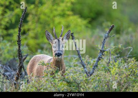 Rehbock (Capreolus capreolus) Nahaufnahme in Wald, Hessen, Deutschland Stockfoto
