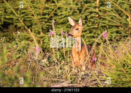 Reh (Capreolus capreolus) Weibchen im Wald zwischen farbenfrohen Blüten des Purpurfuchshandschuhs (Digitalis purpurea), Hessen, Deutschland Stockfoto