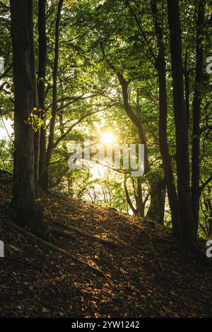Die helle Sonne scheint wunderschön durch die üppigen Bäume im pulsierenden Wald und schafft eine atemberaubende natürliche Umgebung Stockfoto