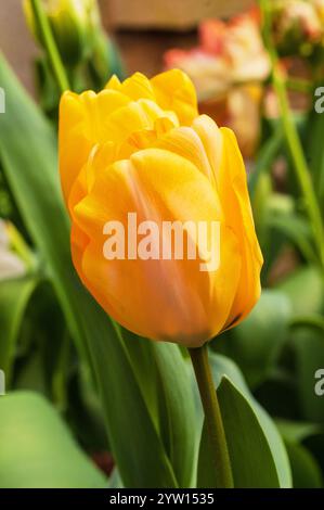 Nahaufnahme von Single Tulipa Day Dream. Eine einzelne Tulpe aus der Mitte des Frühlings mit gelben und orangen Blüten, die zur Darwin Hybrid Division 4 Gruppe von Tulpen gehört Stockfoto