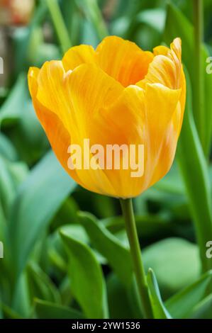 Nahaufnahme von Single Tulipa Day Dream. Eine einzelne Tulpe aus der Mitte des Frühlings mit gelben und orangen Blüten, die zur Darwin Hybrid Division 4 Gruppe von Tulpen gehört Stockfoto