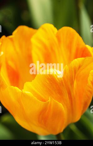 Nahaufnahme von Single Tulipa Day Dream. Eine einzelne Tulpe aus der Mitte des Frühlings mit gelben und orangen Blüten, die zur Darwin Hybrid Division 4 Gruppe von Tulpen gehört Stockfoto