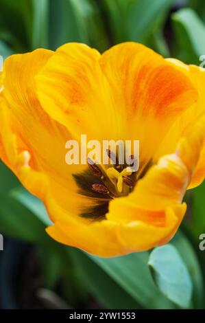 Nahaufnahme von Single Tulipa Day Dream. Eine einzelne Tulpe aus der Mitte des Frühlings mit gelben und orangen Blüten, die zur Darwin Hybrid Division 4 Gruppe von Tulpen gehört Stockfoto
