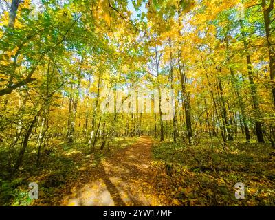 Herrlicher goldener Herbstwald. Die Ansicht von innen. Stockfoto