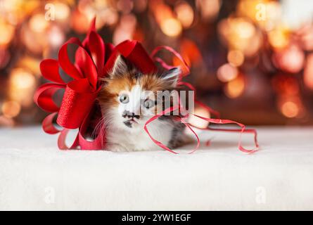 Niedliches flauschiges Kätzchen, das rote Geschenkschleife am Hals trägt und auf festlichem Glitzerhintergrund liegt Stockfoto