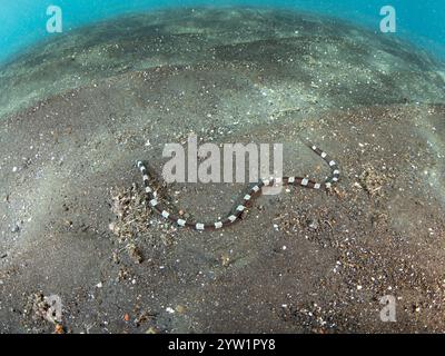 Ein Banded-Schlangenaal, Myrichthys colubrinus, schwimmt über den vulkanischen Sandboden der Lembeh-Straße in Indonesien. Die Aale ahmen giftige Seeschlangen nach. Stockfoto