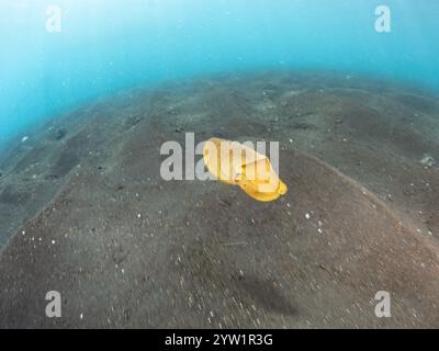 Ein junger Breitclub-Tintenfisch, Sepia latimanus, schwebt über dem schwarzen Sandboden in der Lembeh Strait, Indonesien. Stockfoto