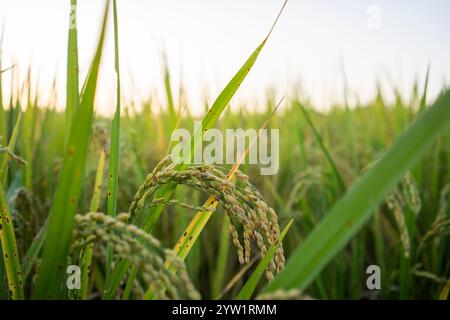 Paddy-Reis auf dem Reisfeld vor der Ernte Stockfoto