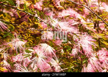 Calliandra brevipes, Calliandra brevipes - Pink Powderpuff. Stockfoto