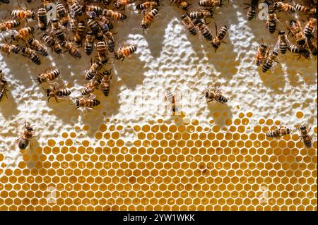 Honigbienen auf einem Rahmen aus teilweise gedecktem Honig Stockfoto