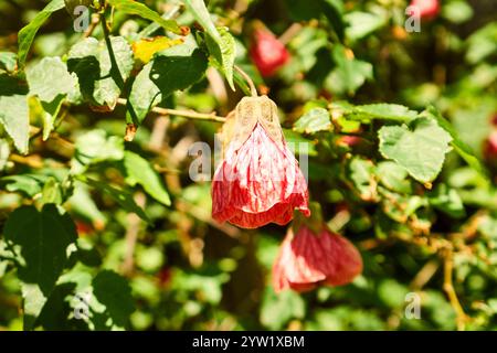 Abutilon Pictum rote geäderte indische Malve, auch bekannt als chinesische Laterne Blume, wächst in ihrer natürlichen Gartenumgebung mit ihrem eigenen Hintergrund als Laub Stockfoto