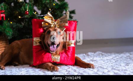 Golden Retriever liegt unter dem Weihnachtsbaum, auf einem Hut in Form einer roten Geschenkbox Stockfoto