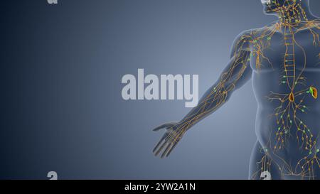 Immunknoten und Gefässe im Lymphsystem Stockfoto
