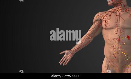 Lymphnetz der Gefäße und Immunknoten Stockfoto