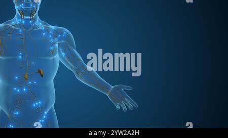 Netzwerk von Lymphgefässen und Immunknoten Stockfoto
