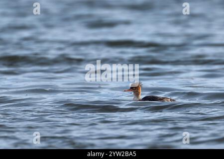 Rotwein-Merganser (Mergus serrator), Lindisfarne Stockfoto