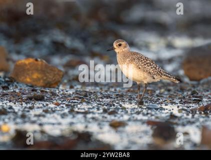 Graupflaum (pluvialis squatarola) im Wintergefieder, Lindisfarne Stockfoto