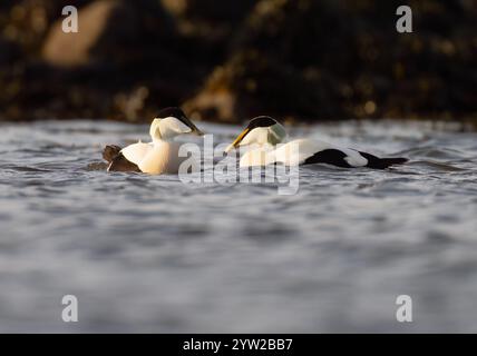 Paar männliche Eiderenten (Somateria mollissima), Lindisfarne Stockfoto