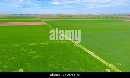 Über dem Land, schmutzige Straße, die zwischen landwirtschaftlichen Feldern verläuft, ländlicher Weg zwischen Anbauflächen, Weizengras, grüner Jungweizen aus der Kul Stockfoto