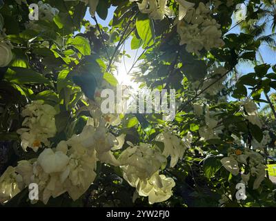 Die warme Sonne scheint hell durch die üppigen grünen Blätter eines wunderschönen Baumes, der mit zarten weißen Blüten geschmückt ist Stockfoto