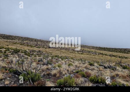 DATUM NICHT ANGEGEBEN Daressalam Themenfoto: Reise, Afrika, Tansania, Kilimandscharo, 07.12.2024 die Hochebene am Kilimadscharo Themenfoto: Reise, Afrika, Tansania, Kilimandscharo, 07.12.2024 *** dar es Salaam Themenfoto Reise, Afrika, Tansania, Kilimandscharo, 07 12 das Plateau am Kilimandscharo Themenfoto Reise, Afrika, Tansania, Kilimandscharo, 07/12.07.12.2024 das Plateau am Eixfoxfoto 2024 Stockfoto