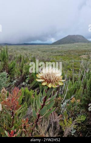 DATUM NICHT ANGEGEBEN Daressalam Themenfoto: Reise, Afrika, Tansania, Kilimandscharo, 07.12.2024 die karge Hochebene des Mount Kilimandscharo Themenfoto: Reise, Afrika, Tansania, Kilimandscharo, 07.12.2024 *** dar es Salaam Themenfoto Reise, Afrika, Tansania, Kilimandscharo, 07 12 2024 das karge Hochplateau des Mount Kilimandscharo 2024 Stockfoto