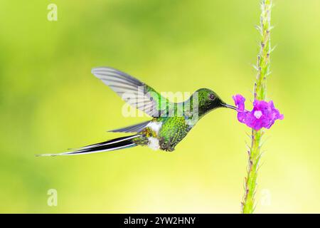 Grüner Dornschwanz (Discosura conversii) im Flug, der Nektar von blühender Blume, Costa Rica, Stockfoto